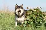 CHIEN FINNOIS DE LAPONIE 458